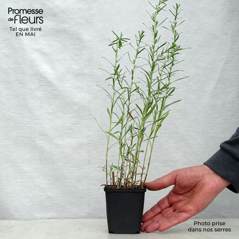 Aster ericoides Schneetanne Vasetto da 8/9 cm esemplare consegnato in primavera