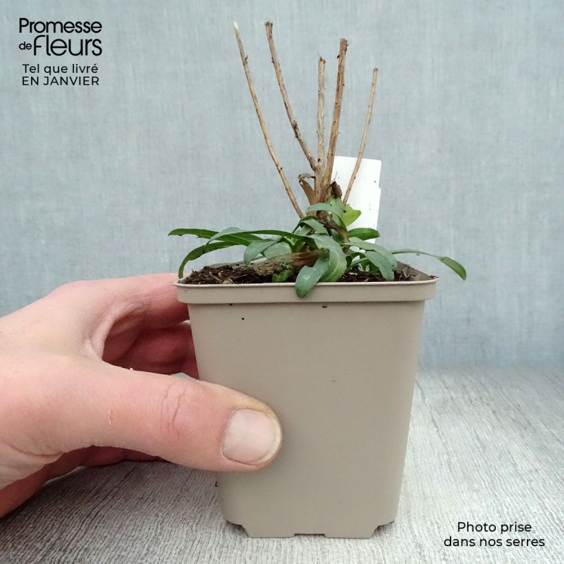 Aster ericoides Schneetanne Vasetto da 8/9 cm esemplare consegnato in inverno