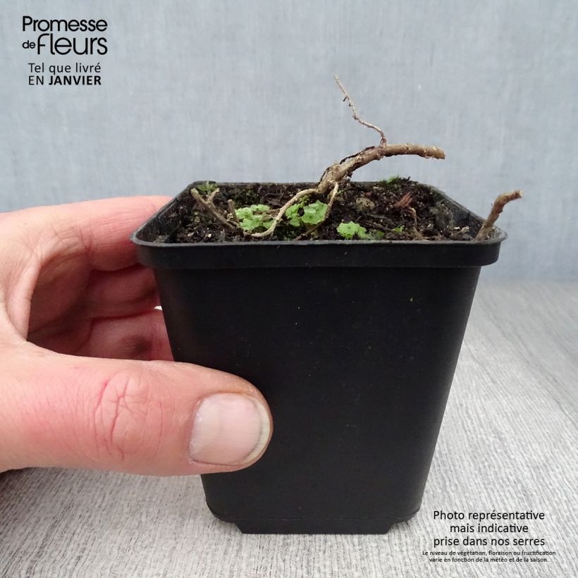 Aster ericoides f. prostratus Snow Flurry Vasetto da 7/8 cm esemplare consegnato in inverno