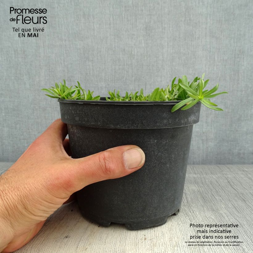 Aster ericoides f. prostratus Snow Flurry Vaso da 2L/3L esemplare consegnato in primavera