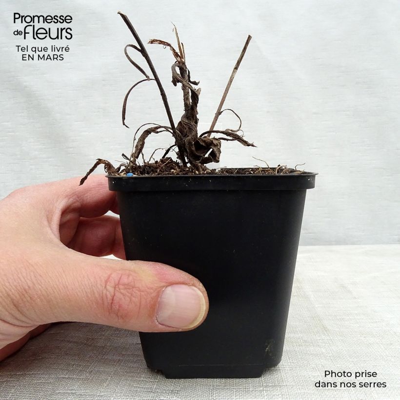 Aster frikartii Jungfrau Vasetto da 8/9 cm esemplare consegnato in primavera