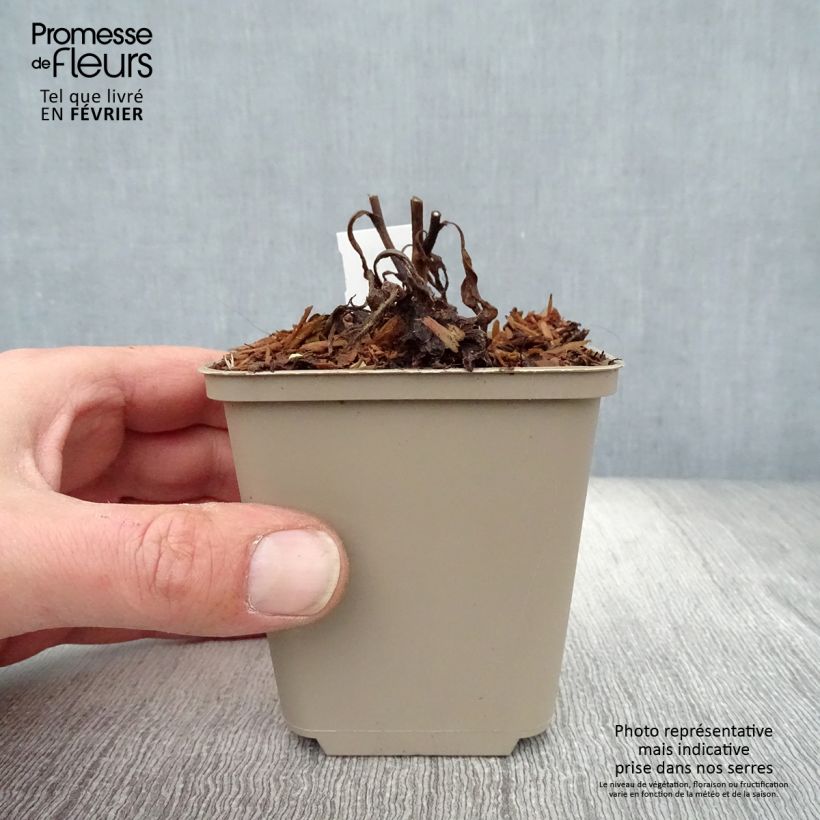 Aster frikartii Jungfrau Vasetto da 8/9 cm esemplare consegnato in inverno