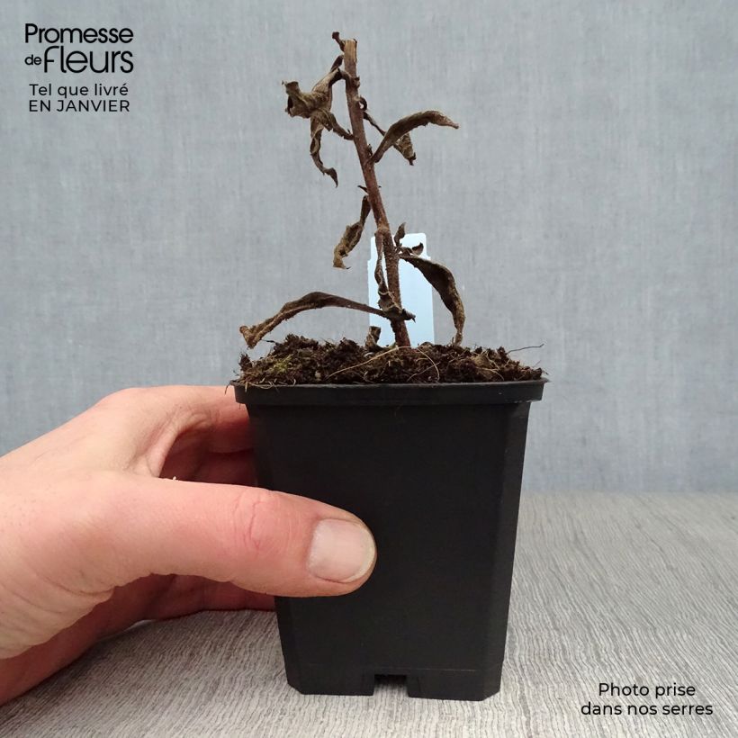 Aster frikartii Mönch Vasetto da 8/9 cm esemplare consegnato in inverno