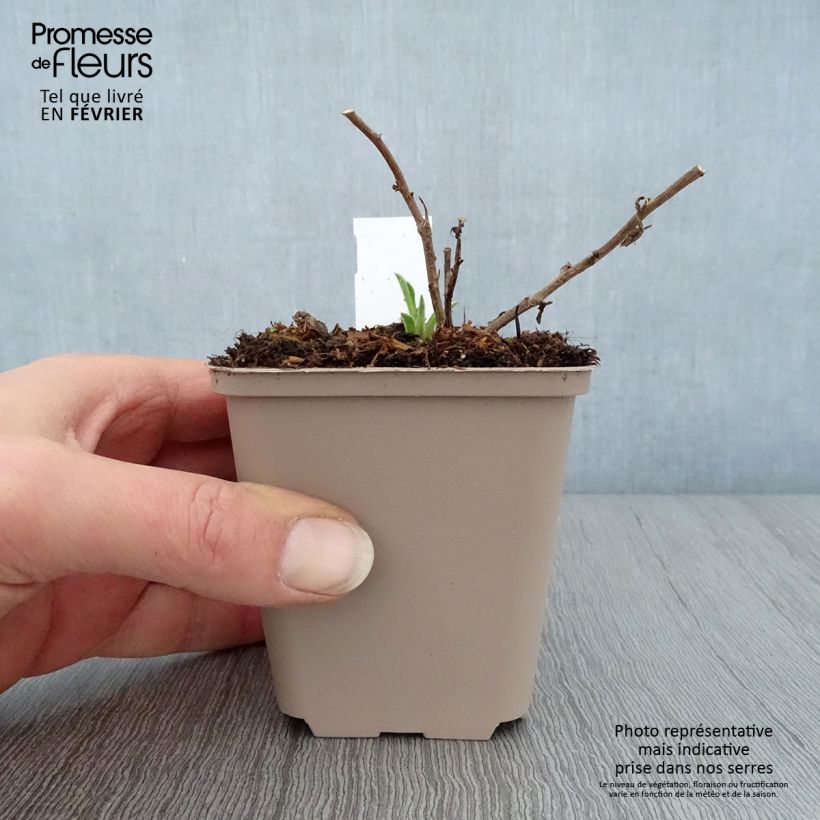 Aster frikartii Wunder von Stäfa Vasetto da 8/9 cm esemplare consegnato in inverno