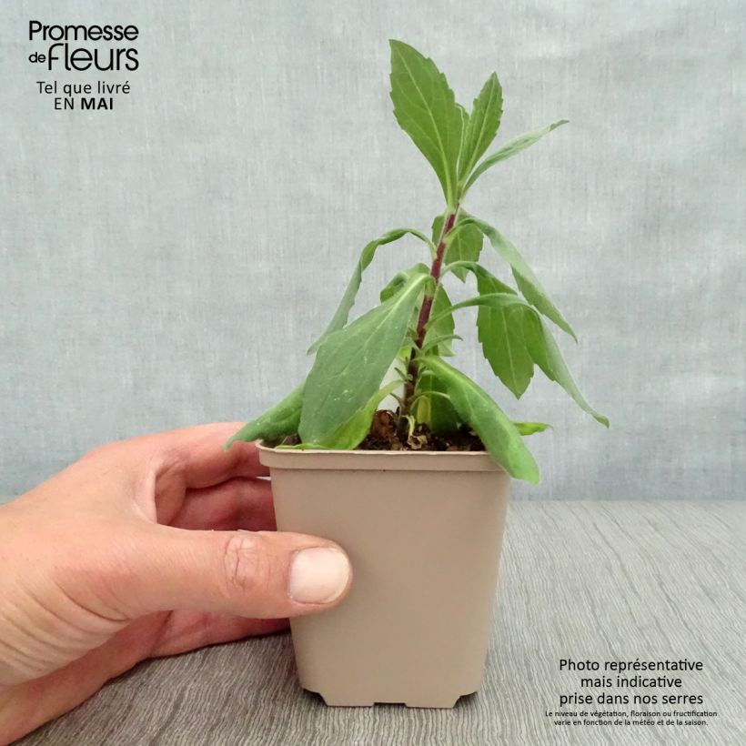 Aster frikartii Wunder von Stäfa Vasetto da 8/9 cm esemplare consegnato in primavera