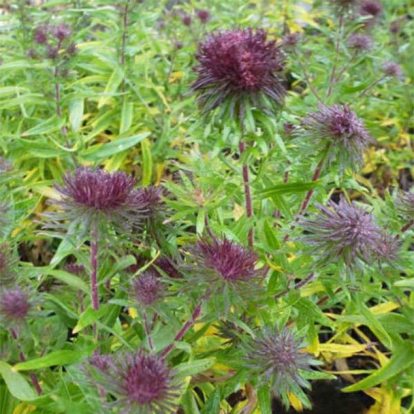 Aster novae-angliae Ann Leys - Astro settembrino (Fioritura)