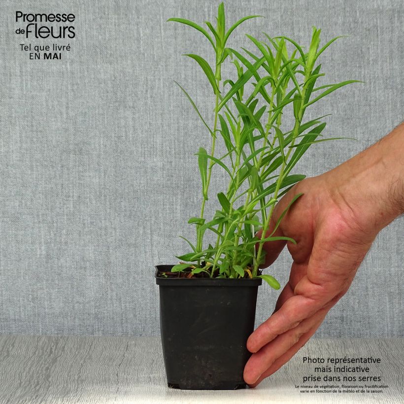 Aster novae-angliae Ann Leys - Astro settembrino Vasetto da 8/9 cm esemplare consegnato in primavera