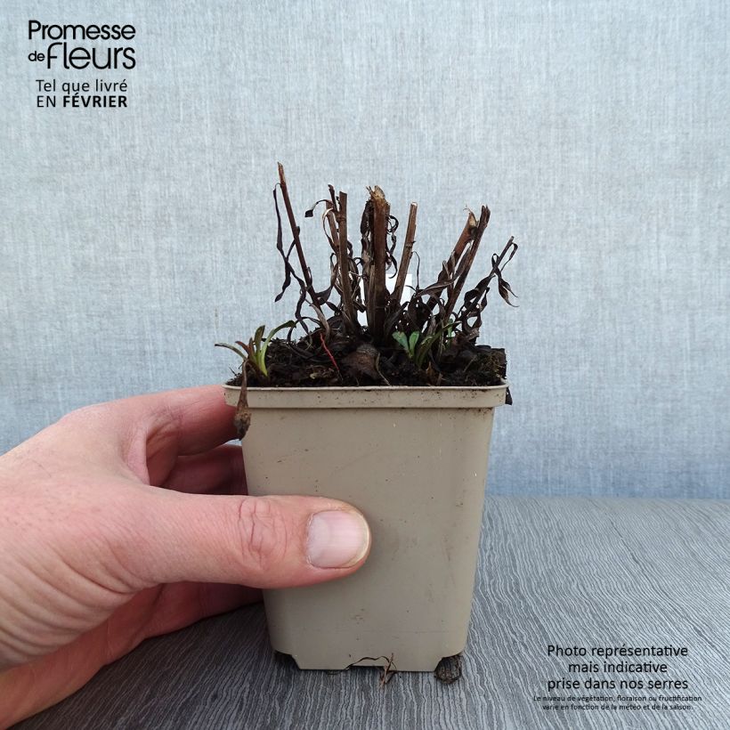 Aster Pink Star Vasetto da 8/9 cm esemplare consegnato in inverno