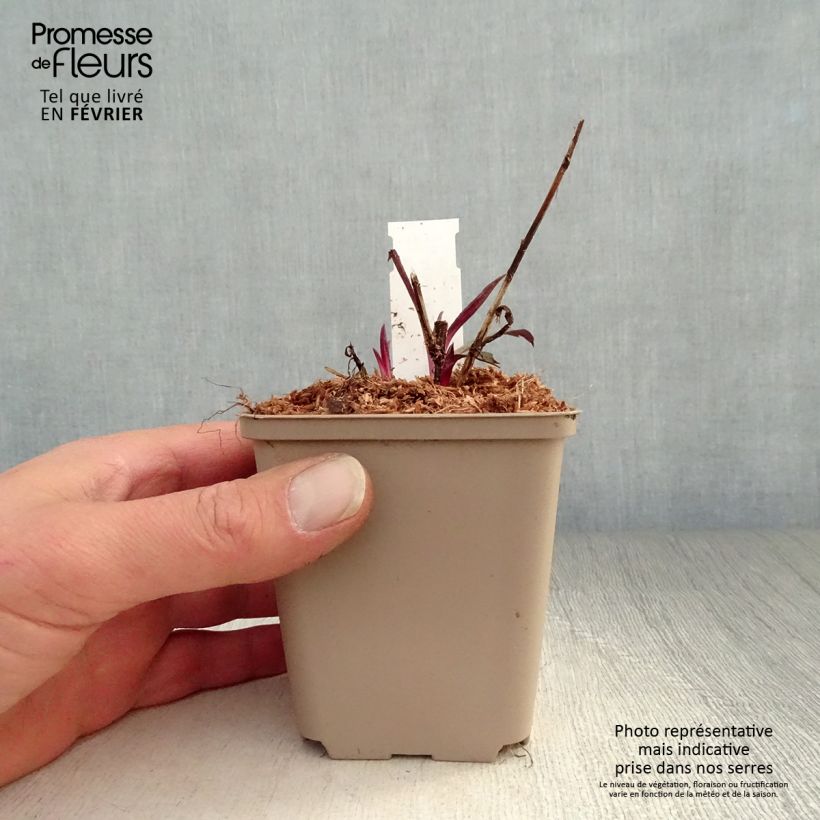 Aster laevis Calliope Vasetto da 8/9 cm esemplare consegnato in inverno