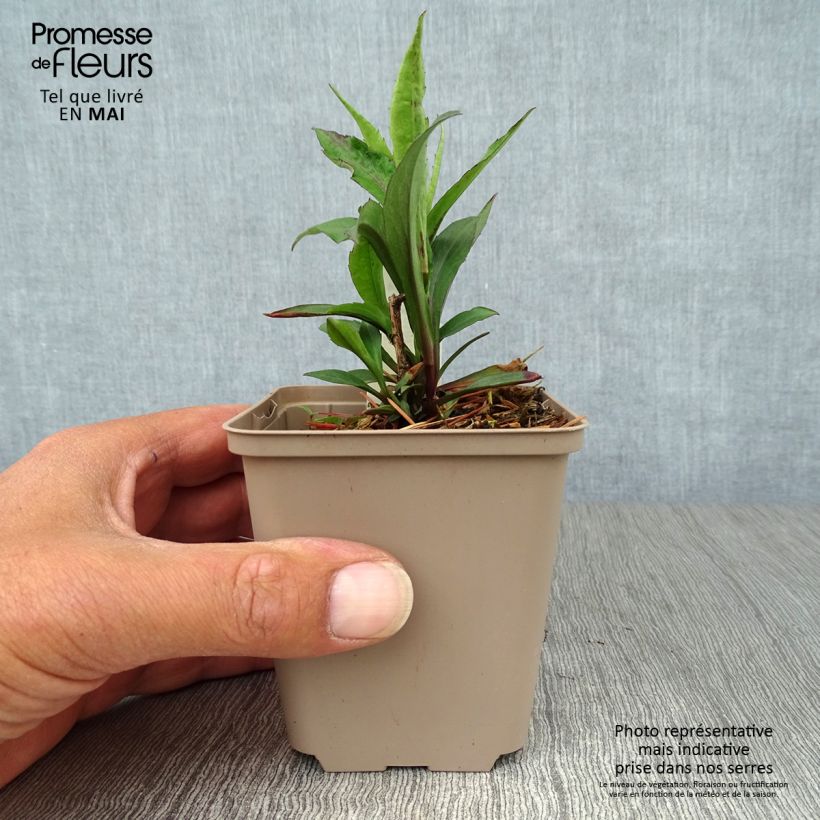 Aster laevis Calliope Vasetto da 8/9 cm esemplare consegnato in primavera