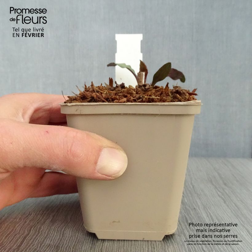 Aster lateriflorus Chloe Vasetto da 8/9 cm esemplare consegnato in inverno