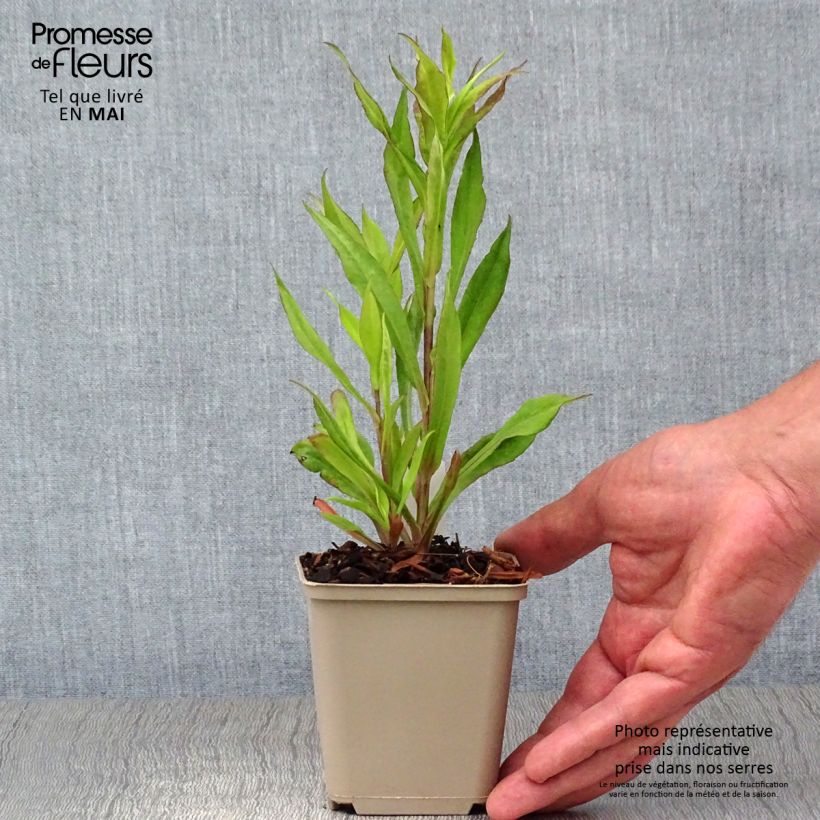 Aster lateriflorus Chloe Vasetto da 8/9 cm esemplare consegnato in primavera