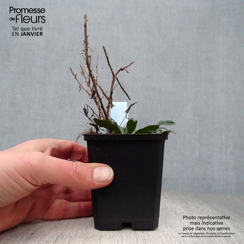 Aster lateriflorus Horizontalis Vasetto da 8/9 cm esemplare consegnato in inverno