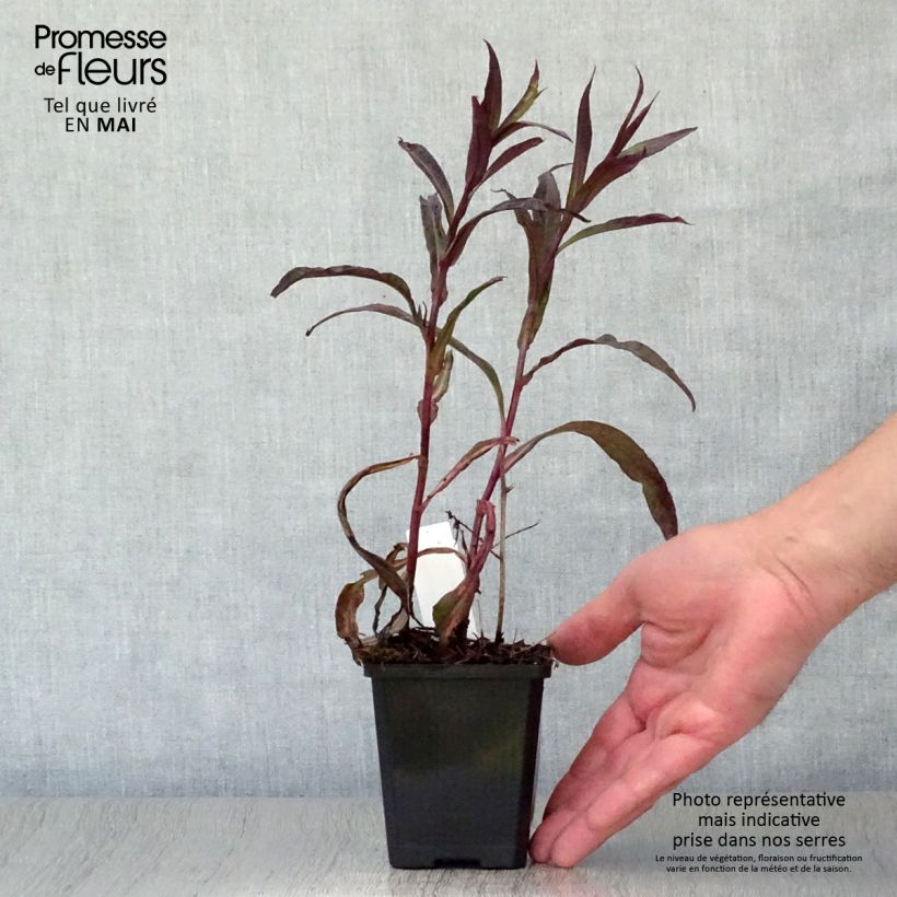 Aster lateriflorus Lady In Black Vasetto da 8/9 cm esemplare consegnato in primavera