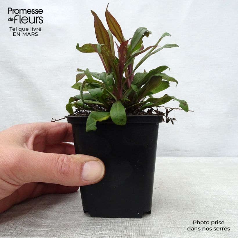 Aster lateriflorus Prince Vasetto da 8/9 cm esemplare consegnato in primavera