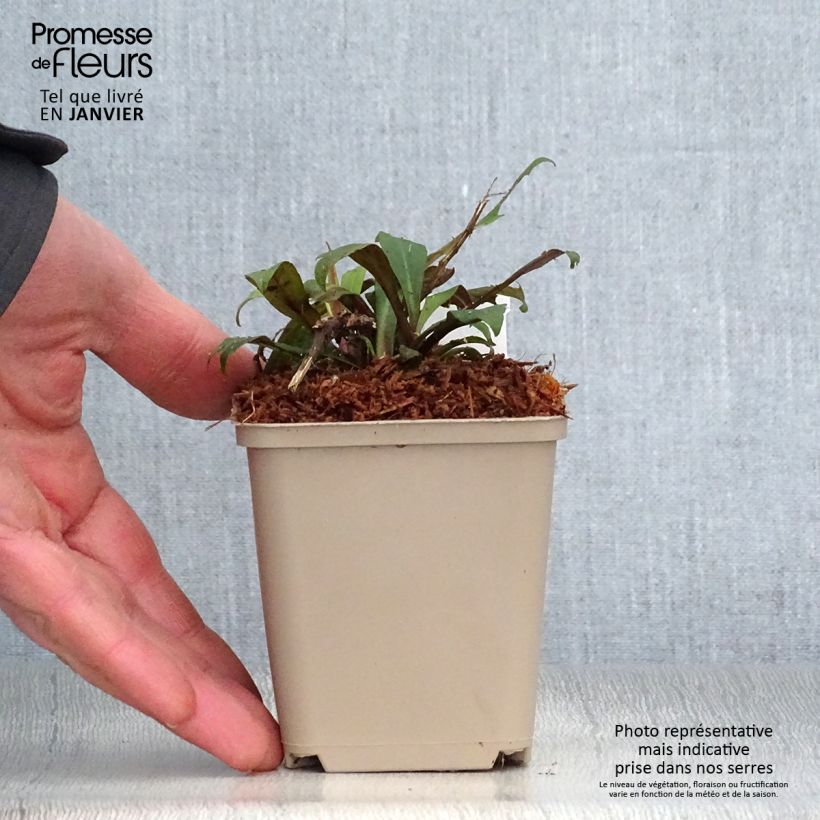 Aster lateriflorus Prince Vasetto da 8/9 cm esemplare consegnato in inverno