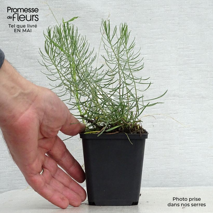 Aster linosyris - Astro spillo d'oro Vasetto da 8/9 cm esemplare consegnato in primavera