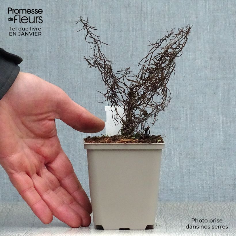 Aster linosyris - Astro spillo d'oro Vasetto da 8/9 cm esemplare consegnato in inverno