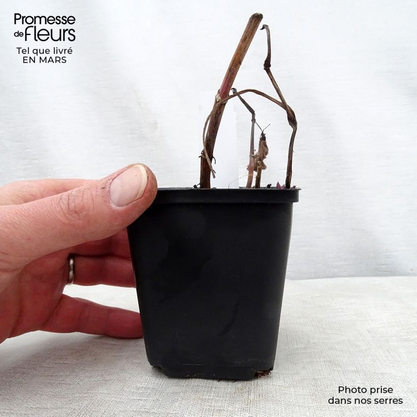 Aster macrophyllus Vasetto da 8/9 cm esemplare consegnato in primavera