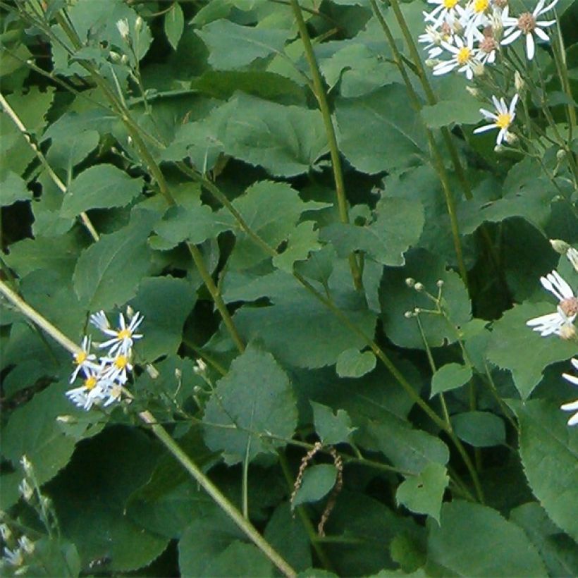 Aster macrophyllus Albus (Fogliame)