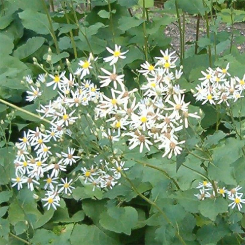 Aster macrophyllus Albus (Fioritura)