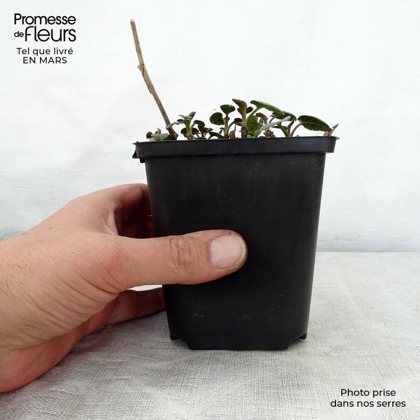 Aster macrophyllus Albus Vasetto da 8/9 cm esemplare consegnato in primavera