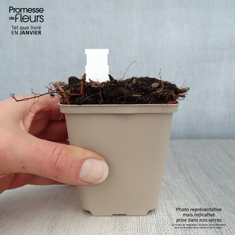 Aster macrophyllus Albus Vasetto da 8/9 cm esemplare consegnato in inverno