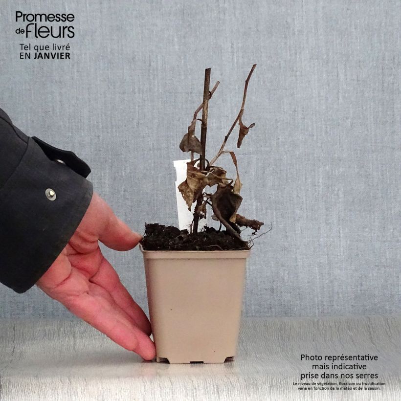 Aster macrophyllus Vasetto da 8/9 cm esemplare consegnato in inverno