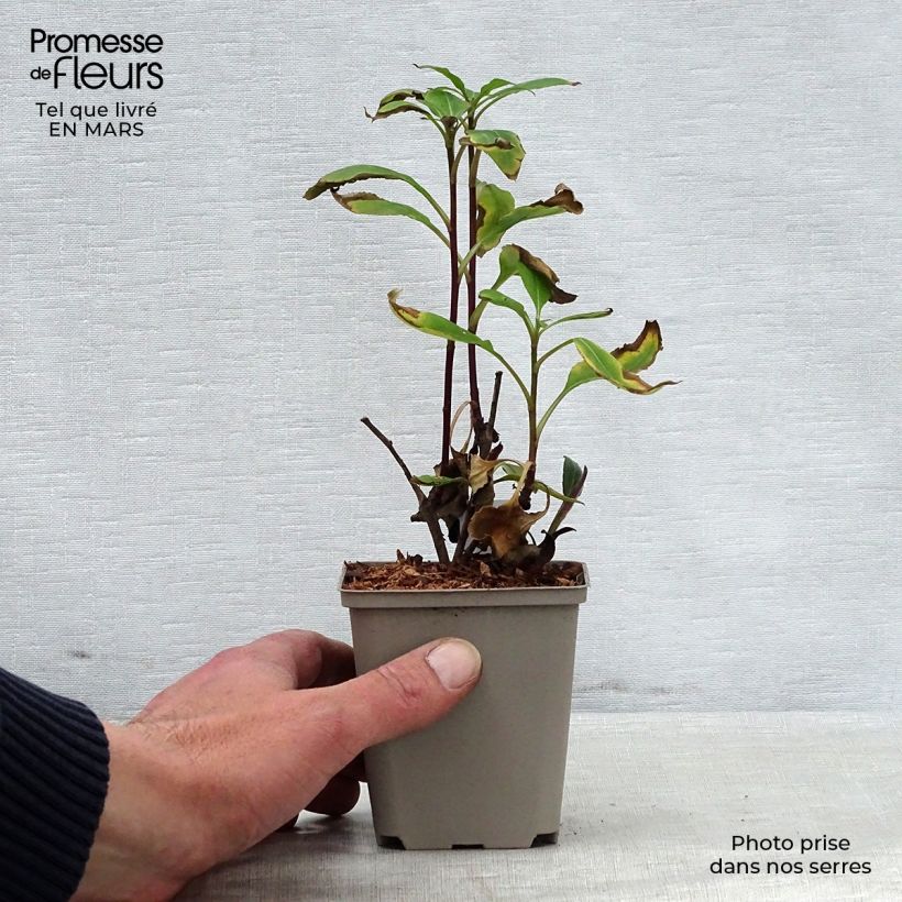 Aster macrophyllus Twilight Vasetto da 8/9 cm esemplare consegnato in primavera