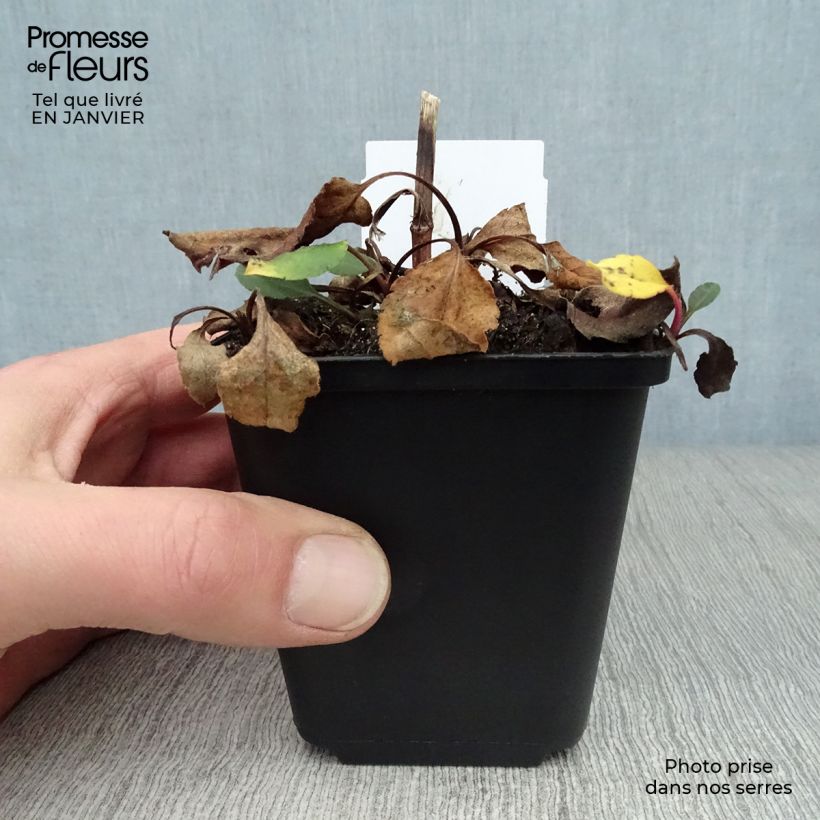 Aster macrophyllus Twilight Vasetto da 8/9 cm esemplare consegnato in inverno