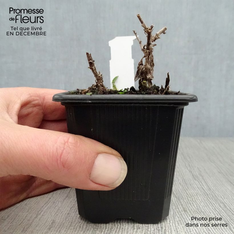 Aster novae-angliae Andenken an Alma Pötschke - Astro settembrino Vasetto da 7/8 cm esemplare consegnato in inverno