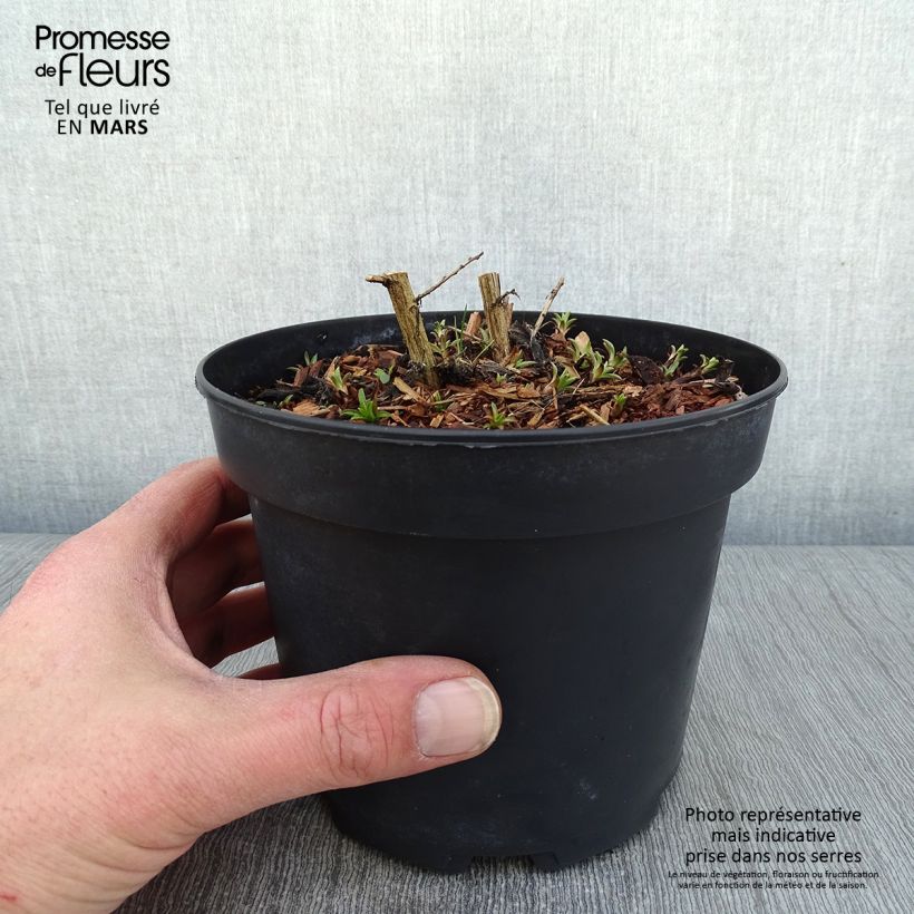 Aster novae-angliae Andenken an Alma Pötschke - Astro settembrino Vaso da 2L/3L esemplare consegnato in inverno