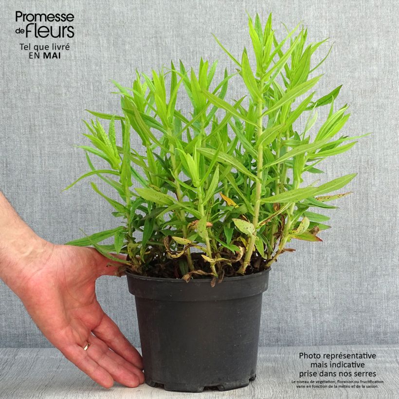 Aster novae-angliae Andenken an Alma Pötschke - Astro settembrino Vaso da 2L/3L esemplare consegnato in primavera