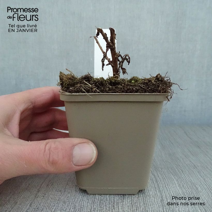 Aster novae-angliae Andenken an Paul Gerber - Astro settembrino Vasetto da 8/9 cm esemplare consegnato in inverno