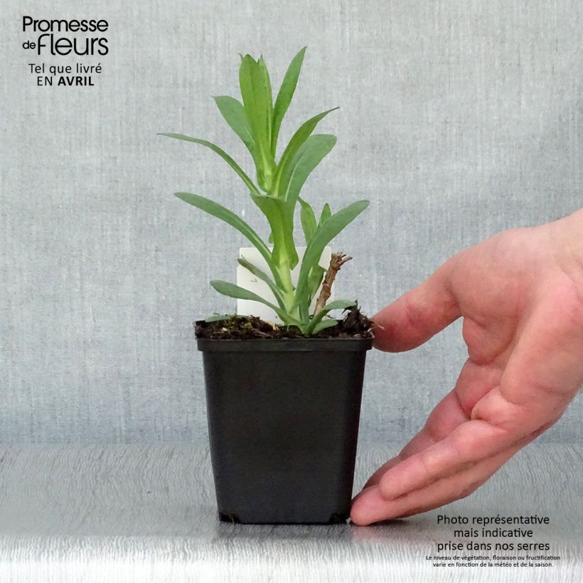 Aster novae-angliae Andenken an Paul Gerber - Astro settembrino Vasetto da 8/9 cm esemplare consegnato in primavera