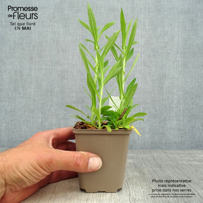 Aster novae-angliae Annabelle de Chazal - Astro settembrino Vasetto da 8/9 cm esemplare consegnato in primavera