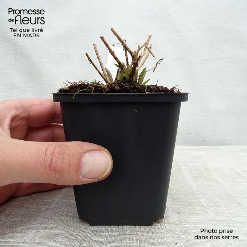 Aster novae-angliae Barrs Pink - Astro settembrino Vasetto da 8/9 cm esemplare consegnato in primavera