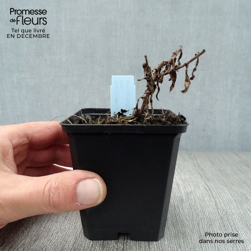 Aster novae-angliae Barrs Blue - Astro settembrino Vasetto da 8/9 cm esemplare consegnato in inverno