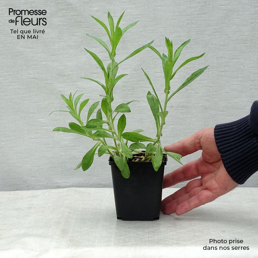 Aster novae-angliae Barrs Blue - Astro settembrino Vasetto da 8/9 cm esemplare consegnato in primavera