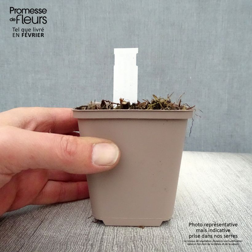 Aster novae-angliae Barrs Pink - Astro settembrino Vasetto da 8/9 cm esemplare consegnato in inverno