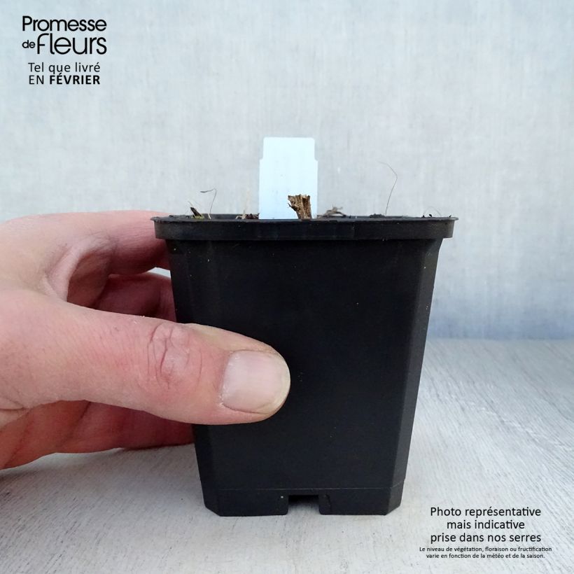 Aster novae-angliae Herbstschnee - Astro settembrino Vasetto da 8/9 cm esemplare consegnato in inverno