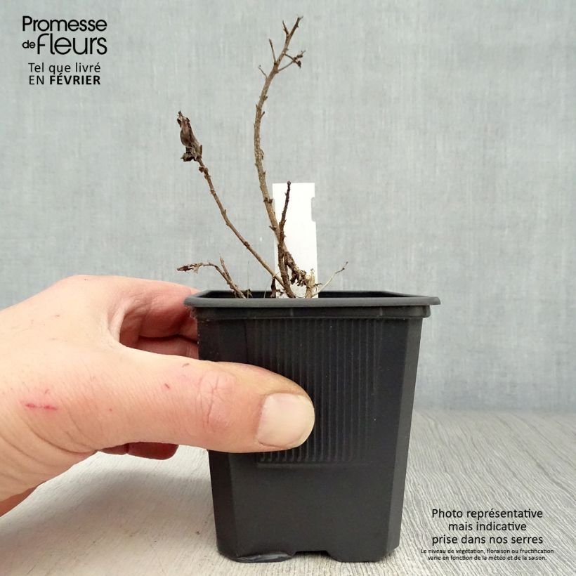 Aster novae-angliae Purple Dome - Astro settembrino Vasetto da 8/9 cm esemplare consegnato in inverno