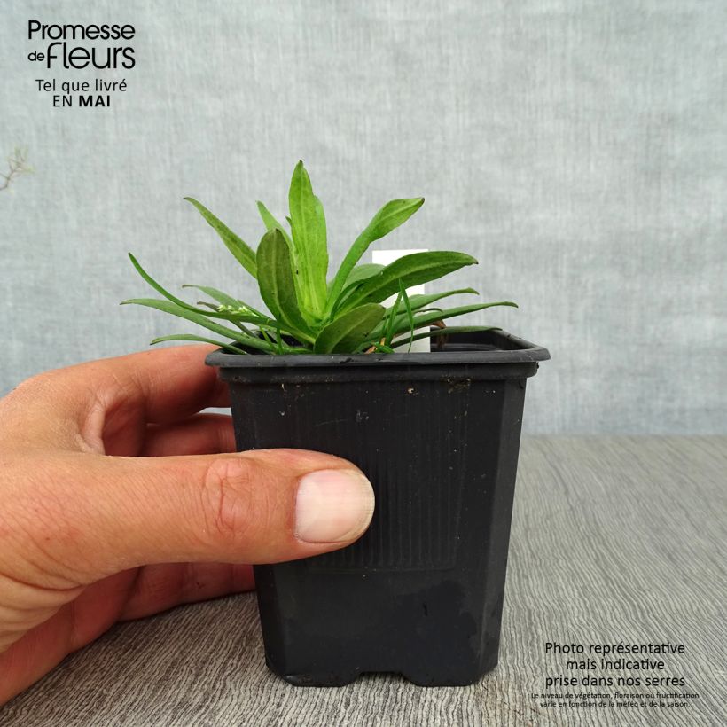 Aster novae-angliae Purple Dome - Astro settembrino Vasetto da 8/9 cm esemplare consegnato in primavera