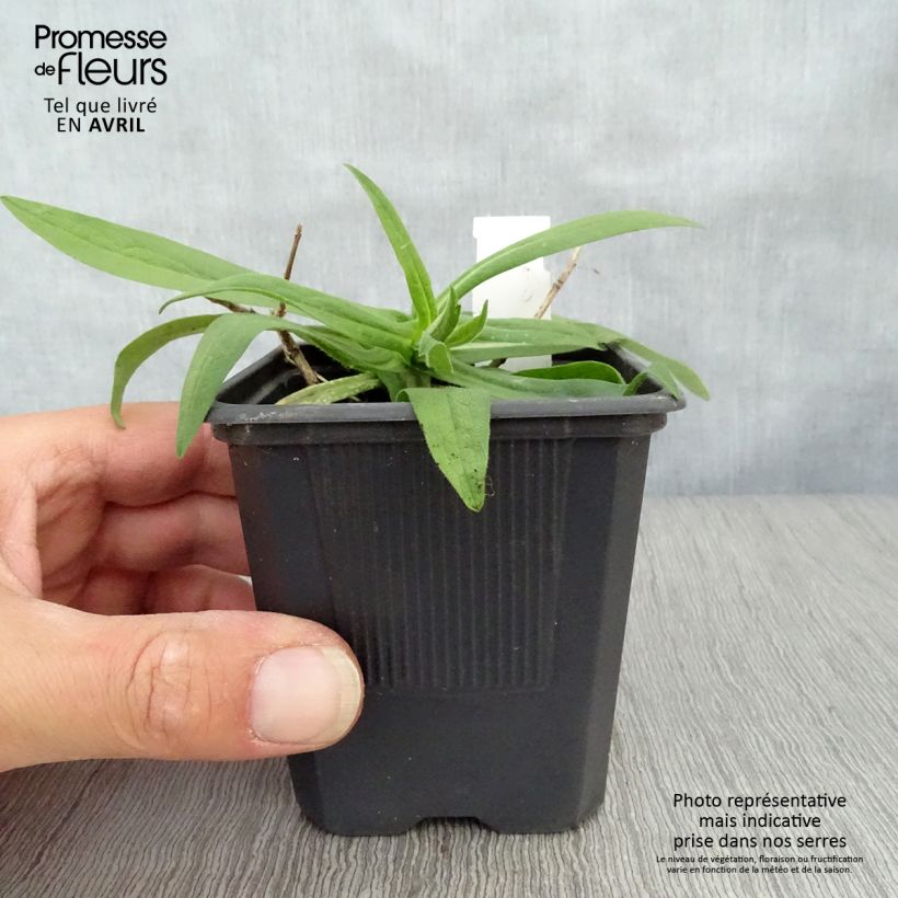 Aster novae-angliae Rosa Sieger - Astro settembrino Vasetto da 7/8 cm esemplare consegnato in primavera