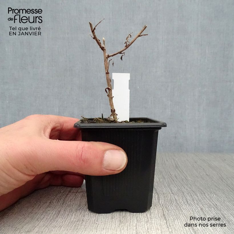 Aster novae-angliae Septemberrubin - Astro settembrino Vasetto da 7/8 cm esemplare consegnato in inverno