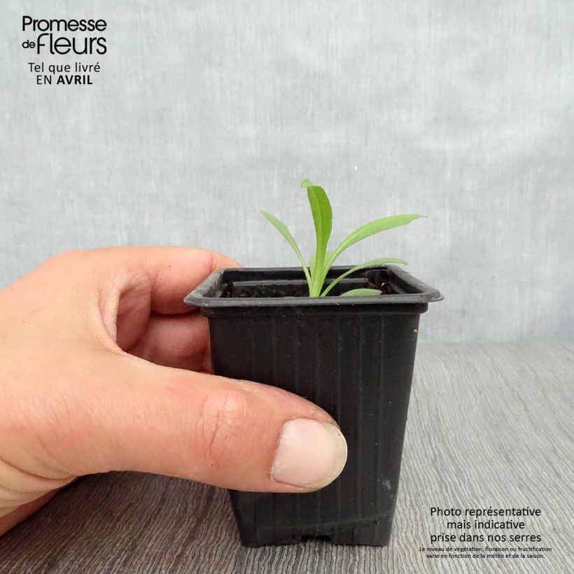 Aster novae-angliae Septemberrubin - Astro settembrino Vasetto da 7/8 cm esemplare consegnato in primavera