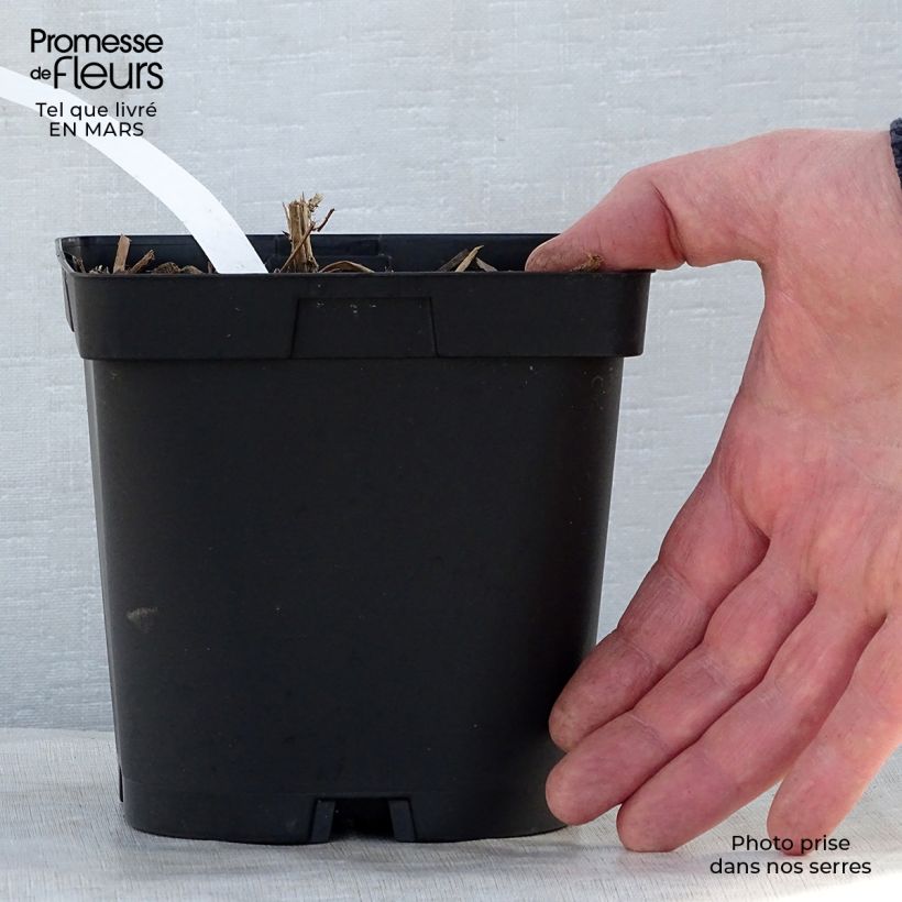 Aster novae-angliae Septemberrubin - Astro settembrino Vaso da 2L/3L esemplare consegnato in primavera