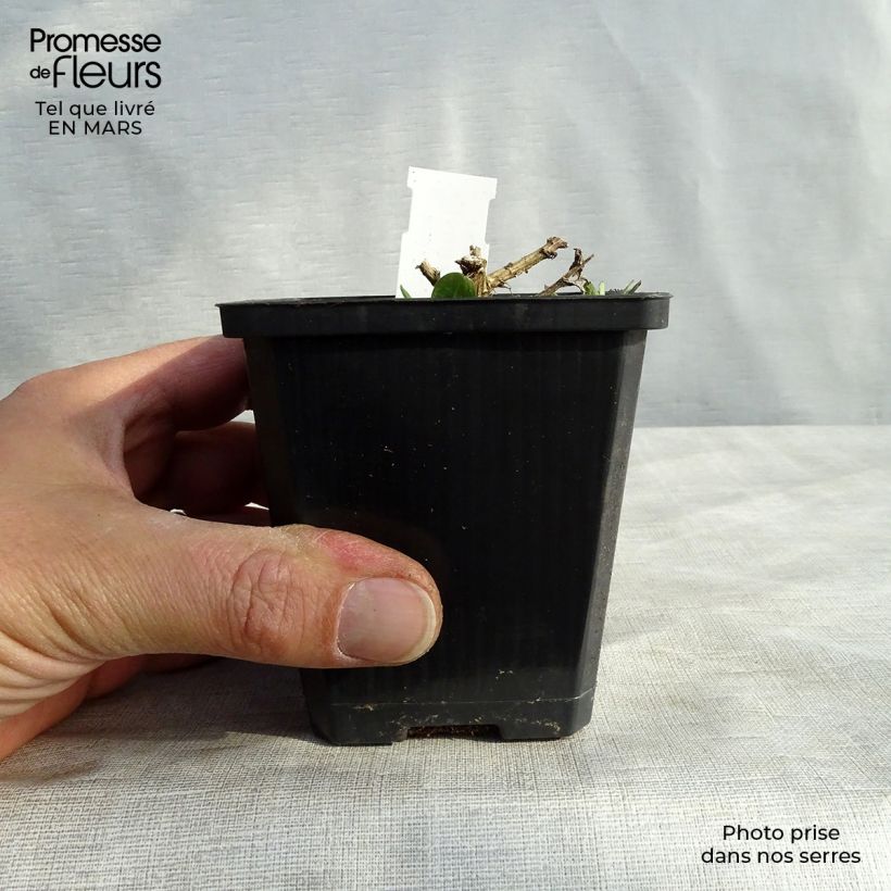 Aster novae-angliae Violetta - Astro settembrino Vasetto da 8/9 cm esemplare consegnato in primavera