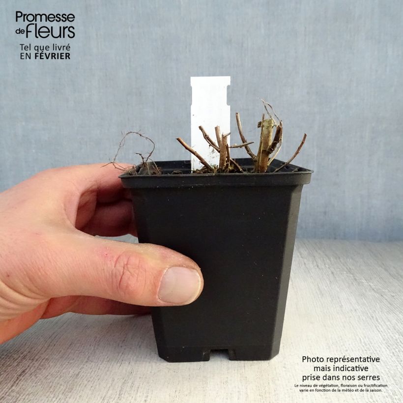 Aster novae-angliae Violetta - Astro settembrino Vasetto da 8/9 cm esemplare consegnato in inverno