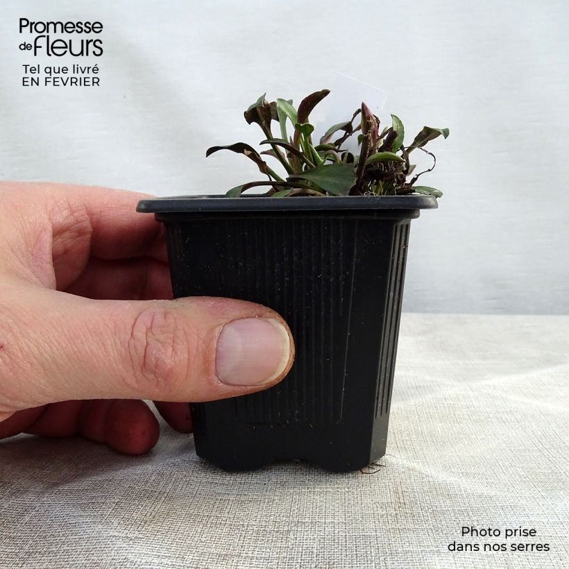 Aster novi-belgii Audrey - Astro settembrino Vasetto da 8/9 cm esemplare consegnato in inverno